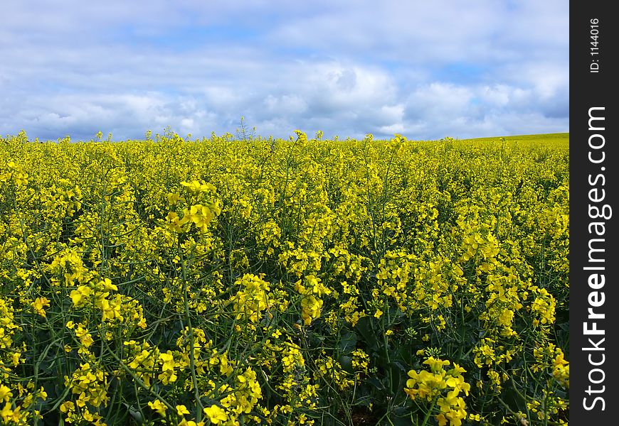 A field full of Canola. A field full of Canola.