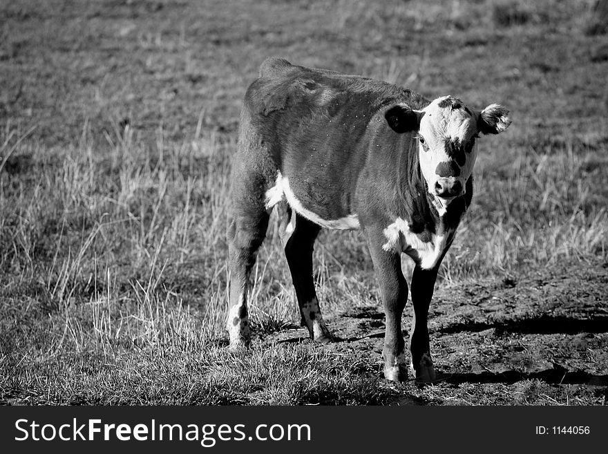 Young calf standing in a field with flies on it in black and white. Young calf standing in a field with flies on it in black and white