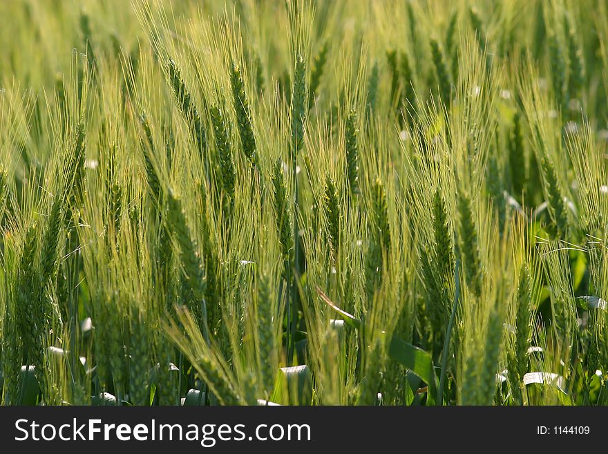 Field of barley detail, green texture