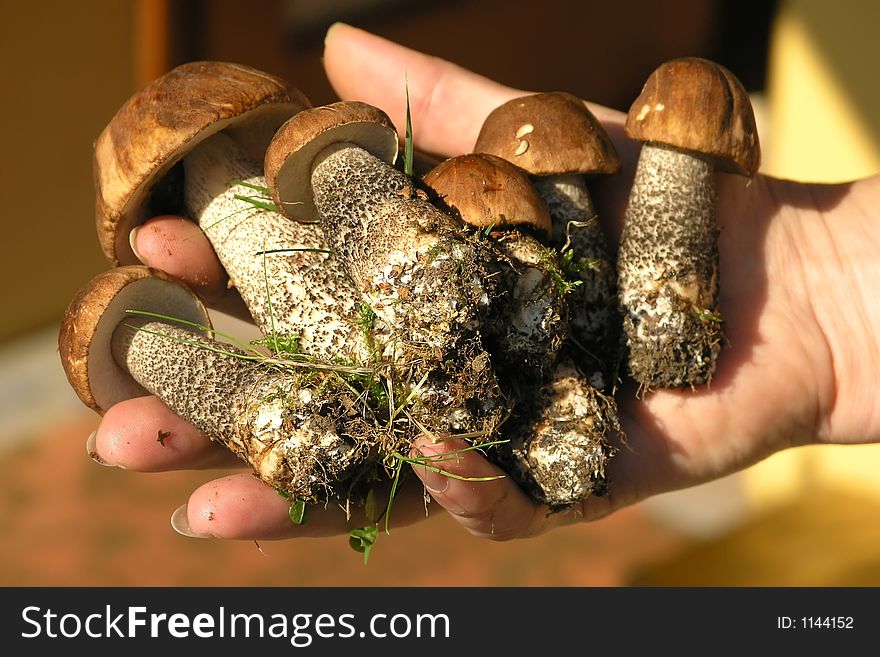 Picked mushrooms in a hand. Orange-cap boletus.