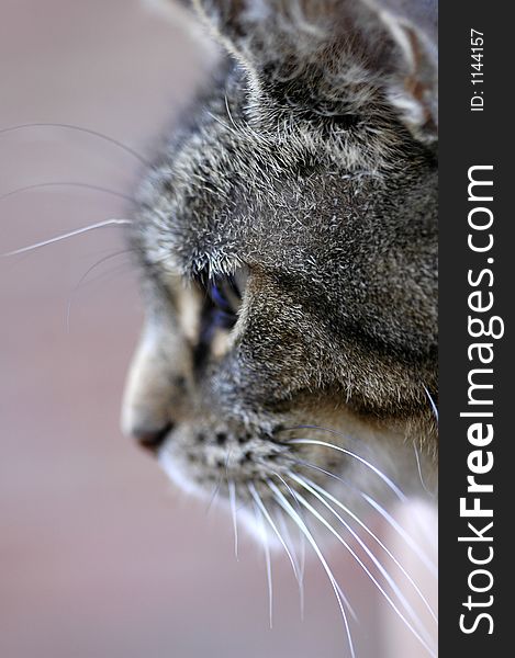 Close-up of tabby cat head profile. Close-up of tabby cat head profile