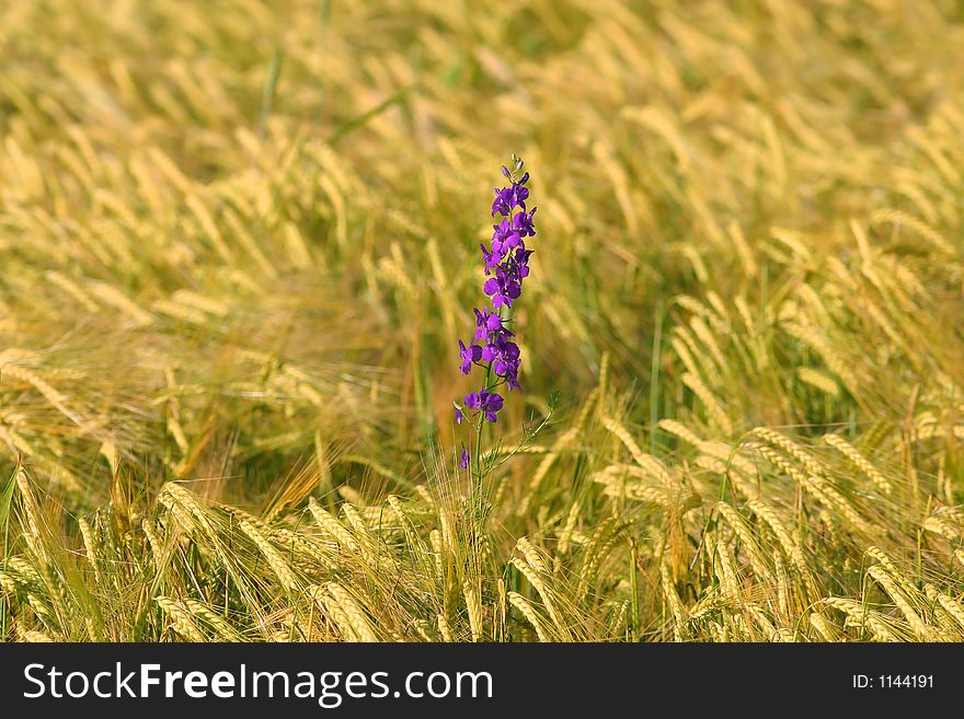 Lonely purple flower in barley field