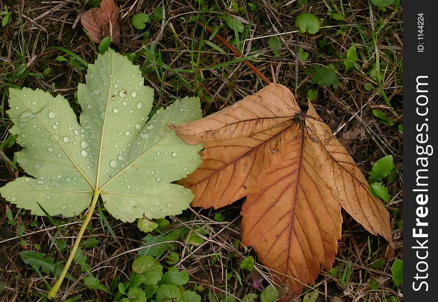 Green and brown leaves: first sign of autumn