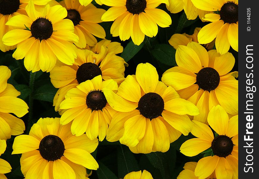 Yellow Flowers1
