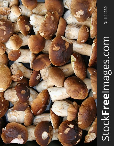 Many mushrooms. Boletus backround. Many mushrooms. Boletus backround
