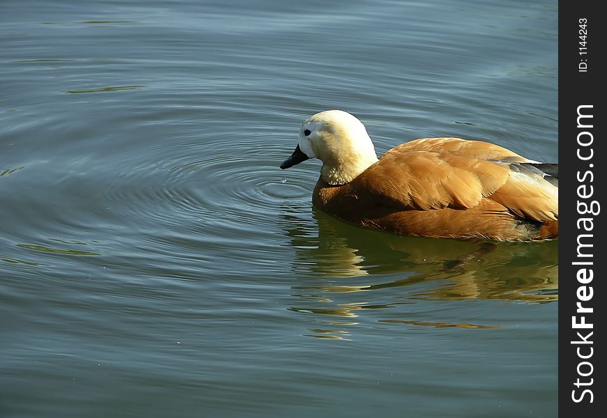 Duck (ruddy shelduck) in Regent\'s Park London. Duck (ruddy shelduck) in Regent\'s Park London