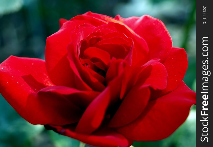 Red rose in a park