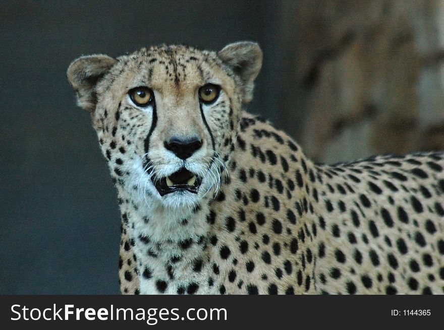 A scary cheetah at the zoo.