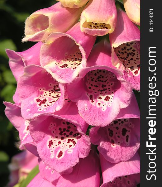 Purple bloom - Foxglove. Purple bloom - Foxglove