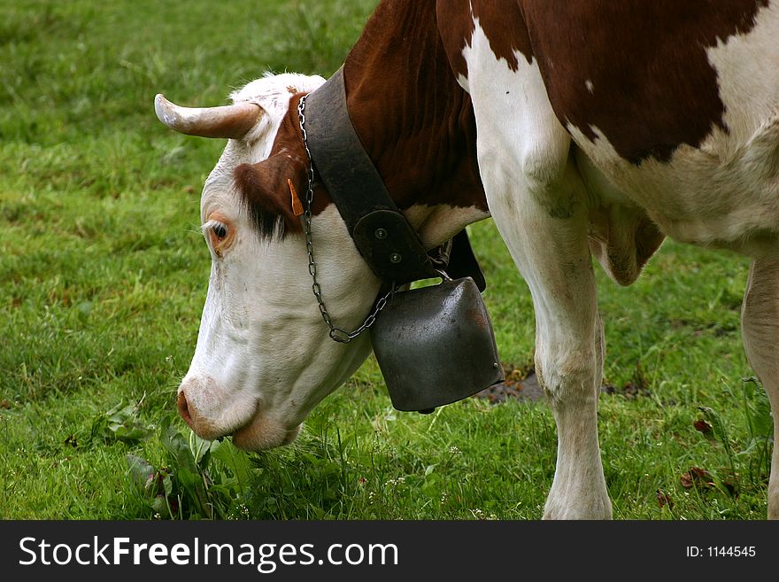 Grazing cow's head with a bell