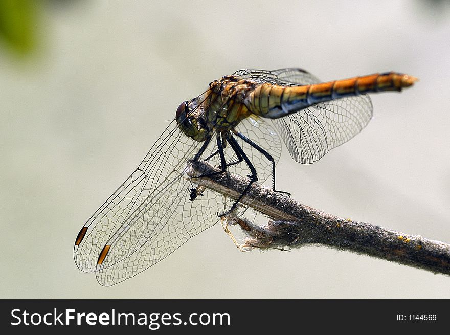 Back Dragonfly 1