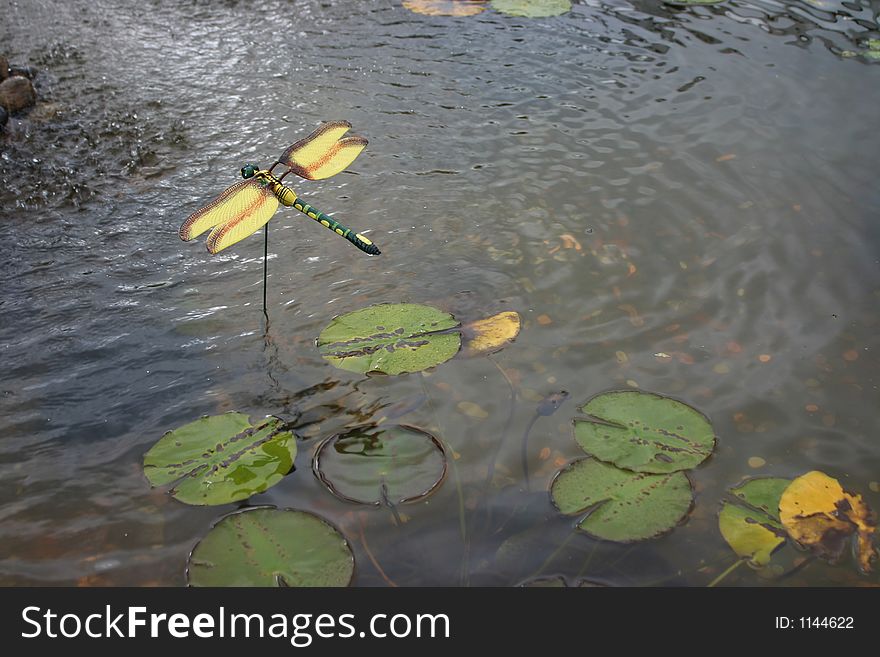 Dragonfly model in a pond