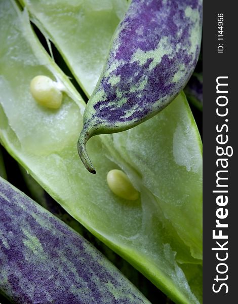 Large multi-coloured pods of a string bean. Large multi-coloured pods of a string bean