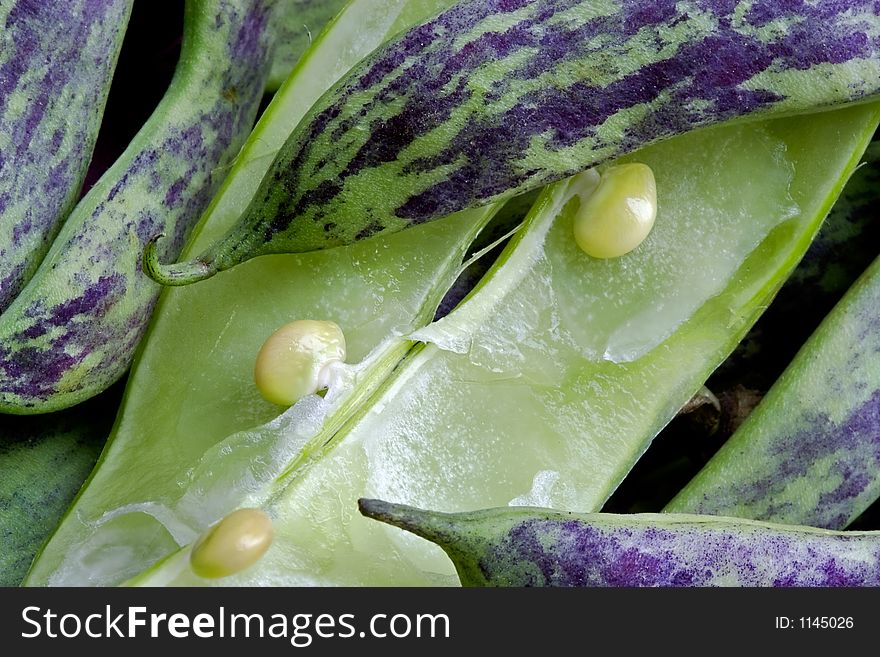 Large multi-coloured pods of a string bean. Large multi-coloured pods of a string bean