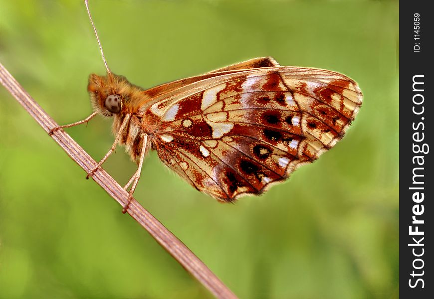 Butterfly on plant