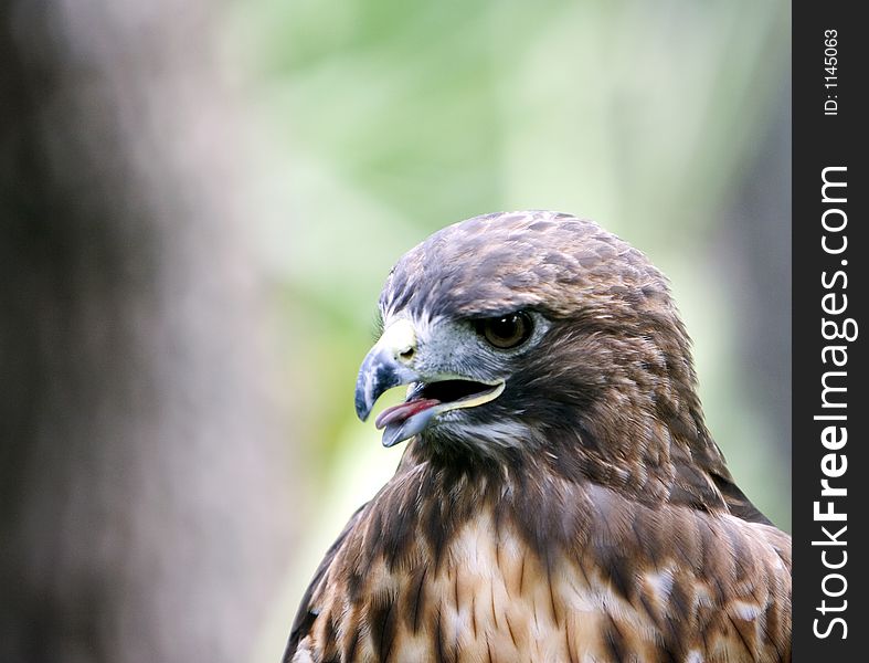 Hawk with aggressive expression taken at county zoo. Photo was taken using a Canon EOS 30D with an EF 70-200mm f/2.8L IS USM lens. Photo taken at f/2.8 at 1/200 sec. Focal length was set to 200 mm.