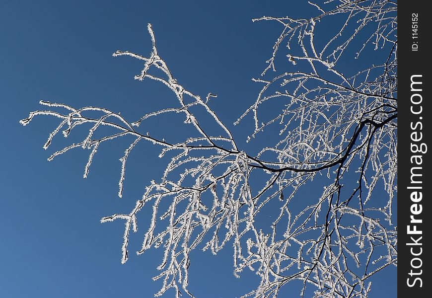 An icy branch