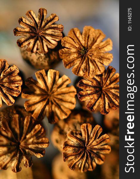 Close up of dried poppy seedheads
