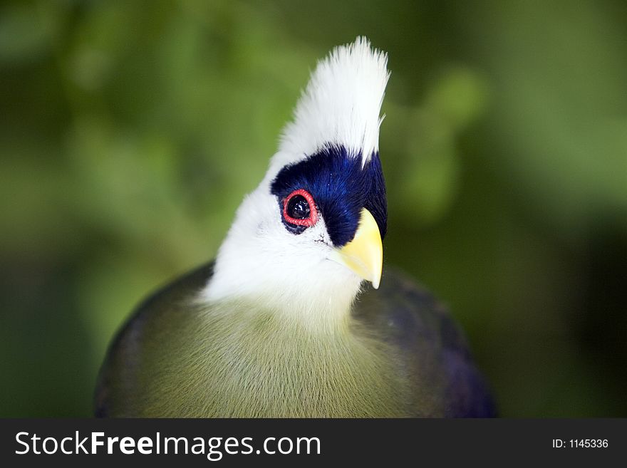 Bird With White Crest