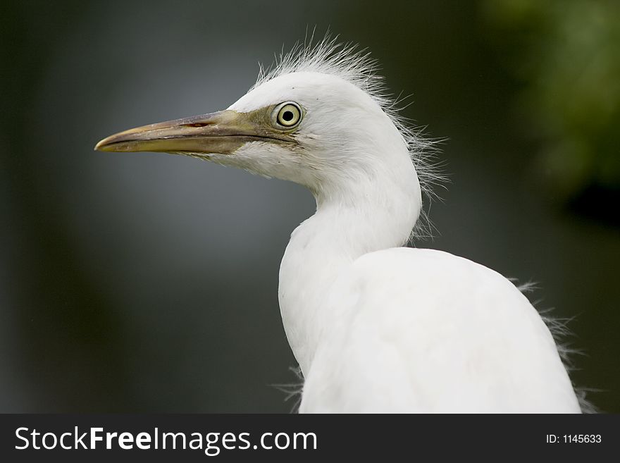 Baby bird, baby egret in Florida. Baby bird, baby egret in Florida