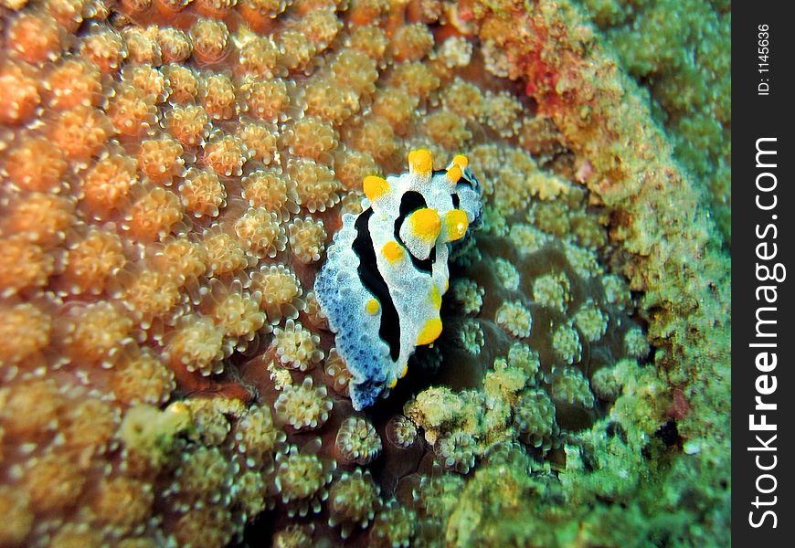 Phyllidia varicosa, a species of nudibranch on tropical coral reef