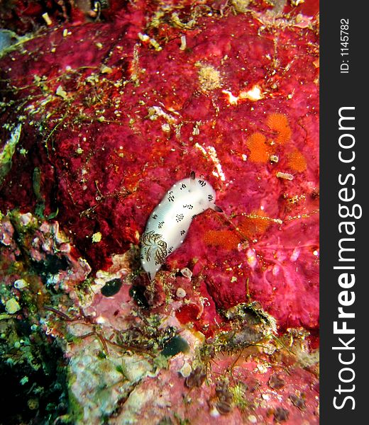 Juvenile Jorunna funebris crawling on coral reef. Juvenile Jorunna funebris crawling on coral reef
