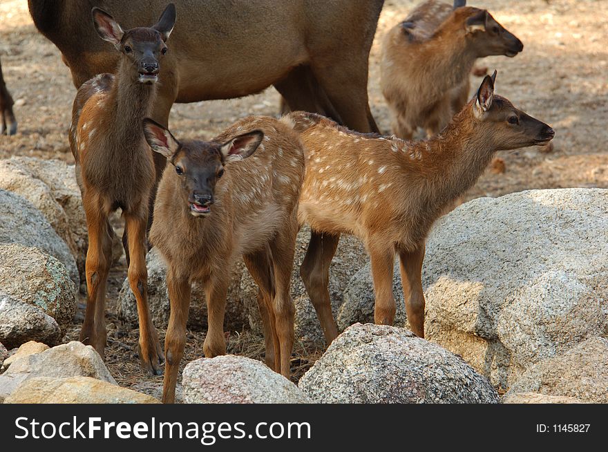 Four Young Elk standing next to a female elk