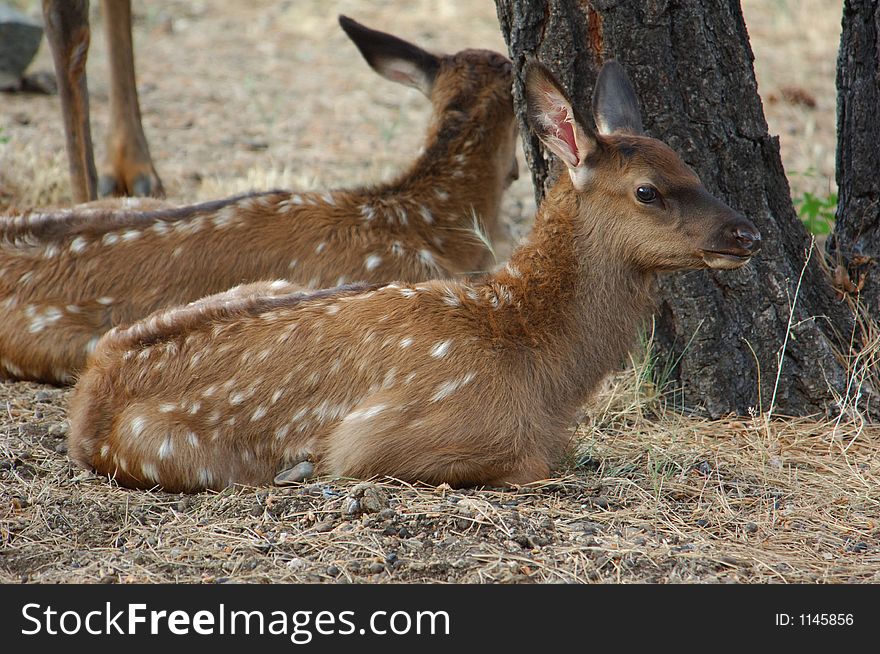 Young Spotted Elk lying down. Young Spotted Elk lying down