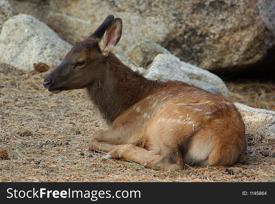 Young Spotted Elk in the rocks. Young Spotted Elk in the rocks