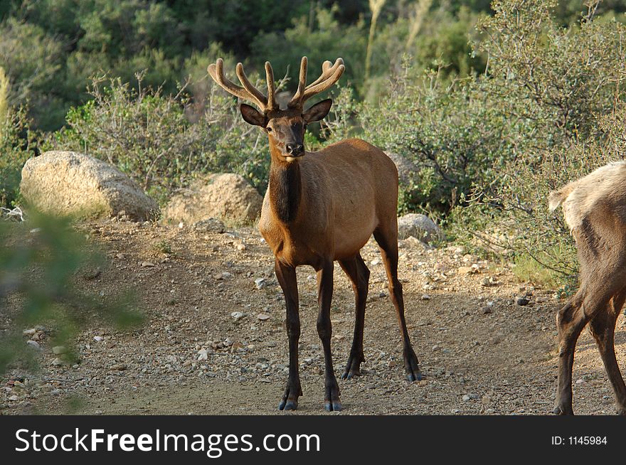 Bull Elk in the Mountains