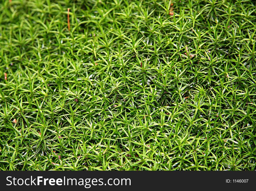 Moss On Trunk