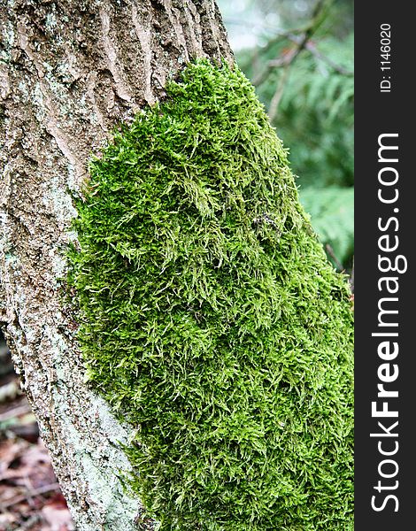 Moss on trunk of tree in early wet fall