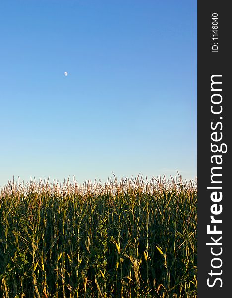 Field of Corn and the Moon in the early evening sun - the golden hour.