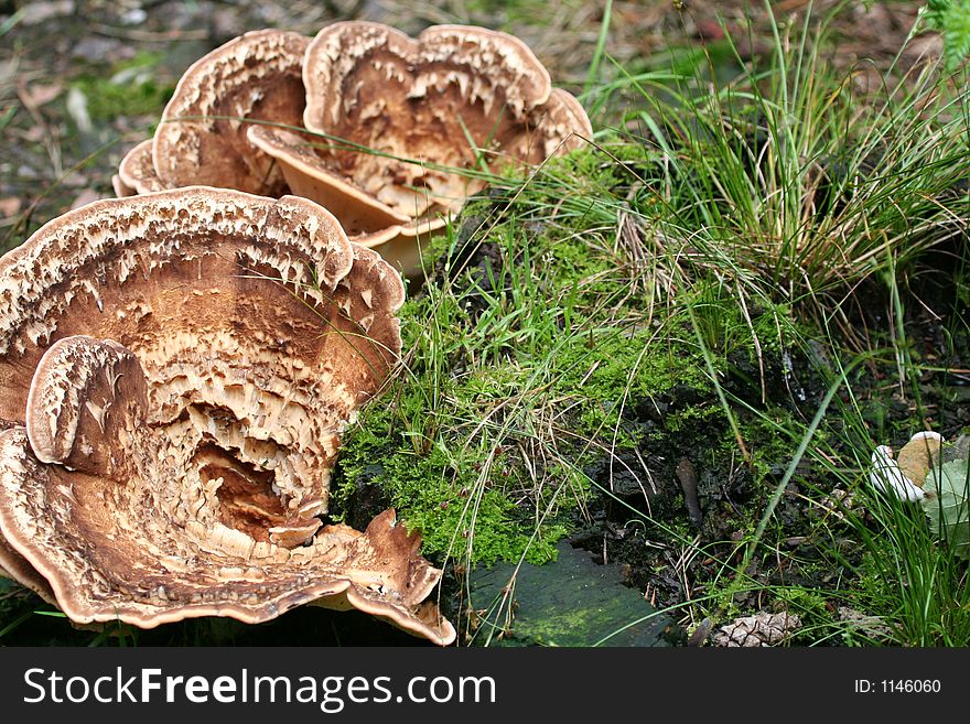 Strange mushrooms