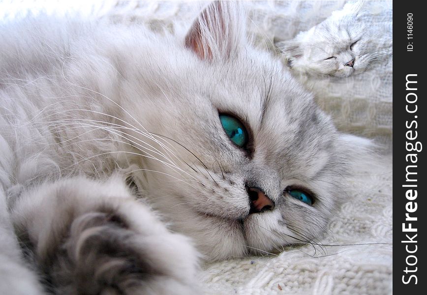 My beautiful cat is dreaming again ;). My beautiful cat is dreaming again ;)