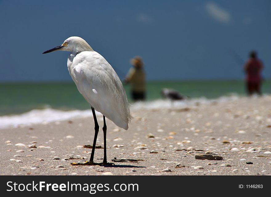 Who's catching the most fish? Birds and Humans are fishing side by side. Who's catching the most fish? Birds and Humans are fishing side by side.