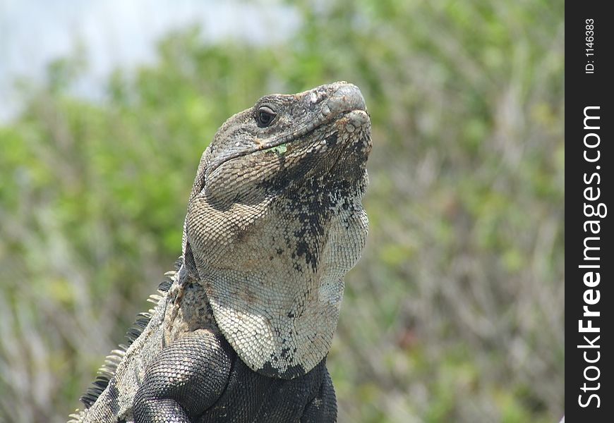 Large Iguana posing on a rock in Mexico