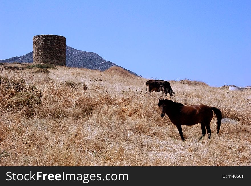 horses in front of an old tower. horses in front of an old tower