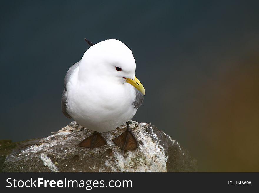 Seagull sitting on a cliff on Snaefellsness. Seagull sitting on a cliff on Snaefellsness