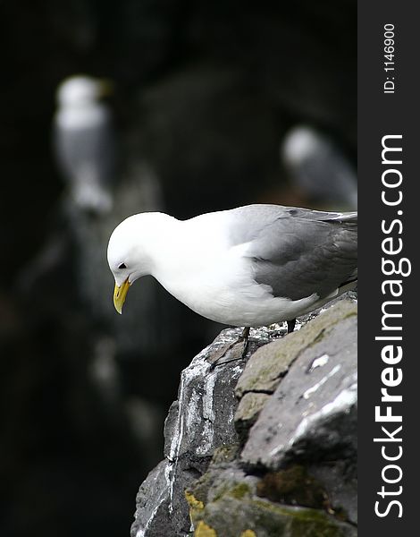 Seagull sitting on a cliff on Snaefellsness. Seagull sitting on a cliff on Snaefellsness