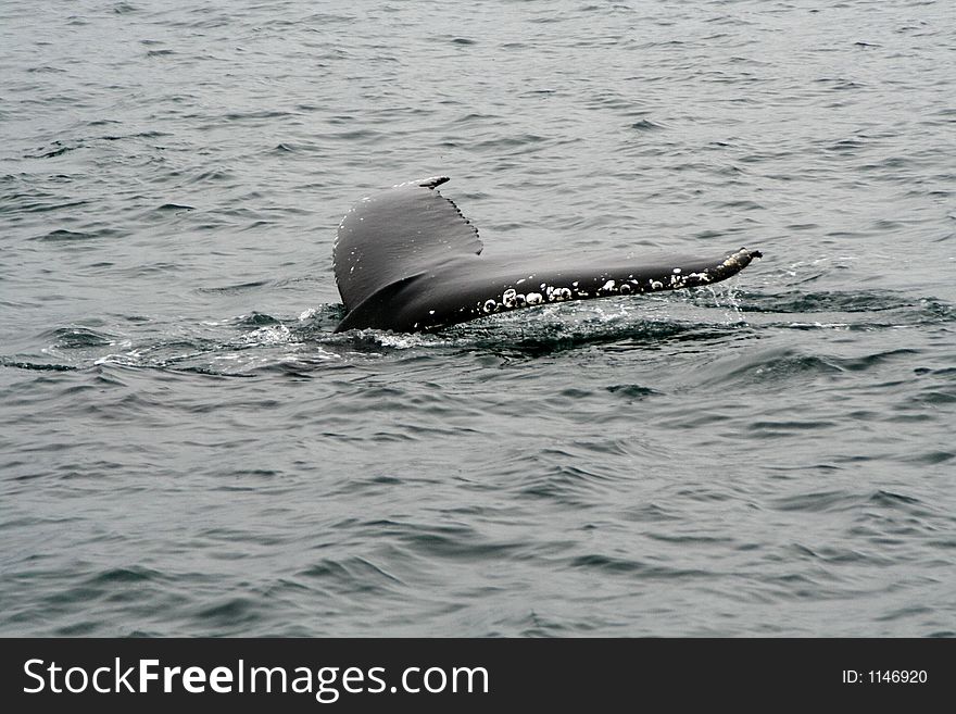 Humpback whale during a whale watching tour in iceland. Humpback whale during a whale watching tour in iceland