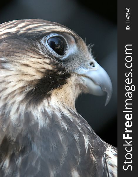 Beautiful hawk in closeup, portrait