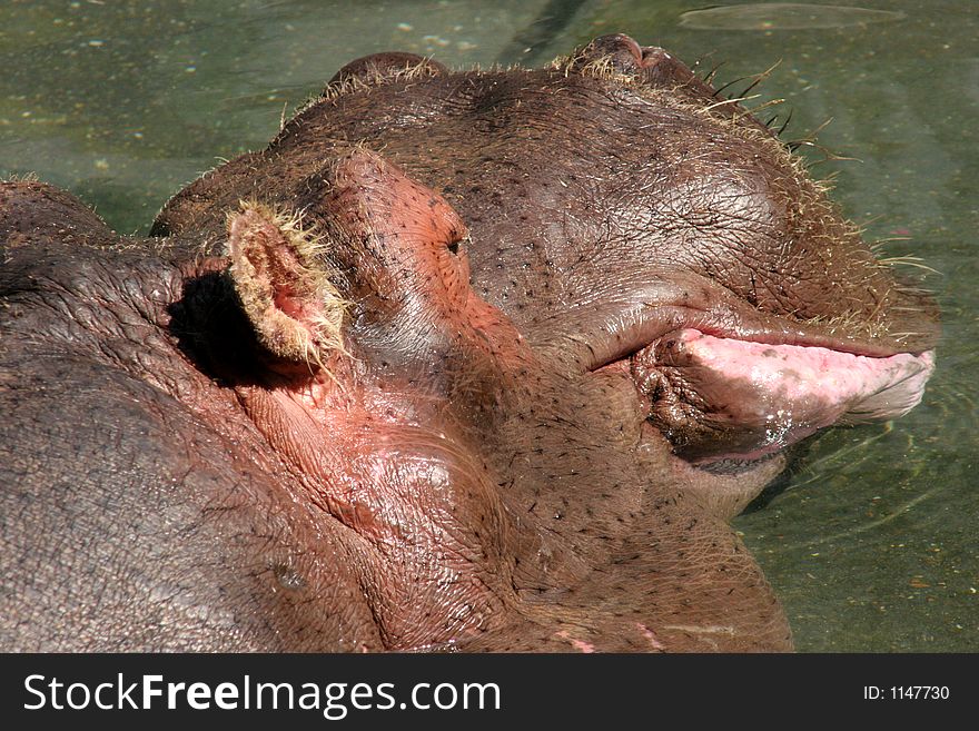 Huge a hippopotamus head in closeup