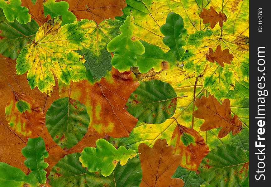 A beautiful autumn leaf background. A beautiful autumn leaf background