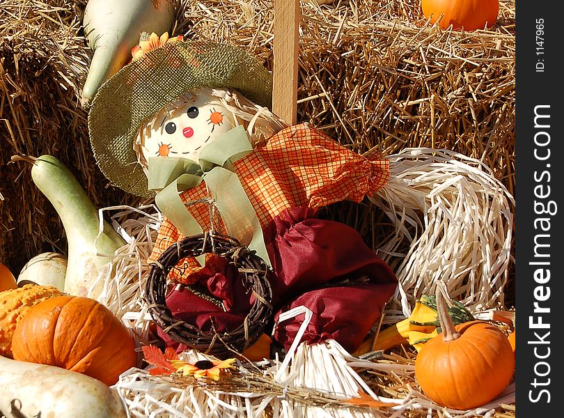 Scarecrow in pumpkin patch in the fall. Scarecrow in pumpkin patch in the fall