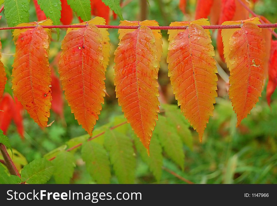 Row of leaves in fall, orange. Row of leaves in fall, orange