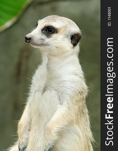 A meerkat from the Singapore Zoo.