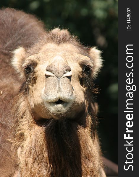 Funny camel in closeup, portrait. Funny camel in closeup, portrait