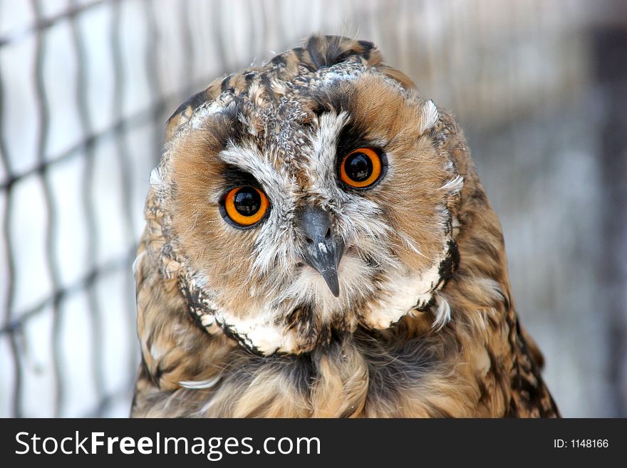 A beautiful owl that stares