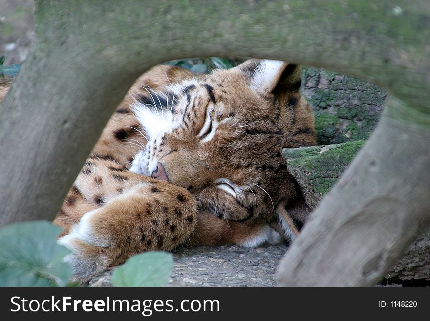 Lynx sleepy in the zoo